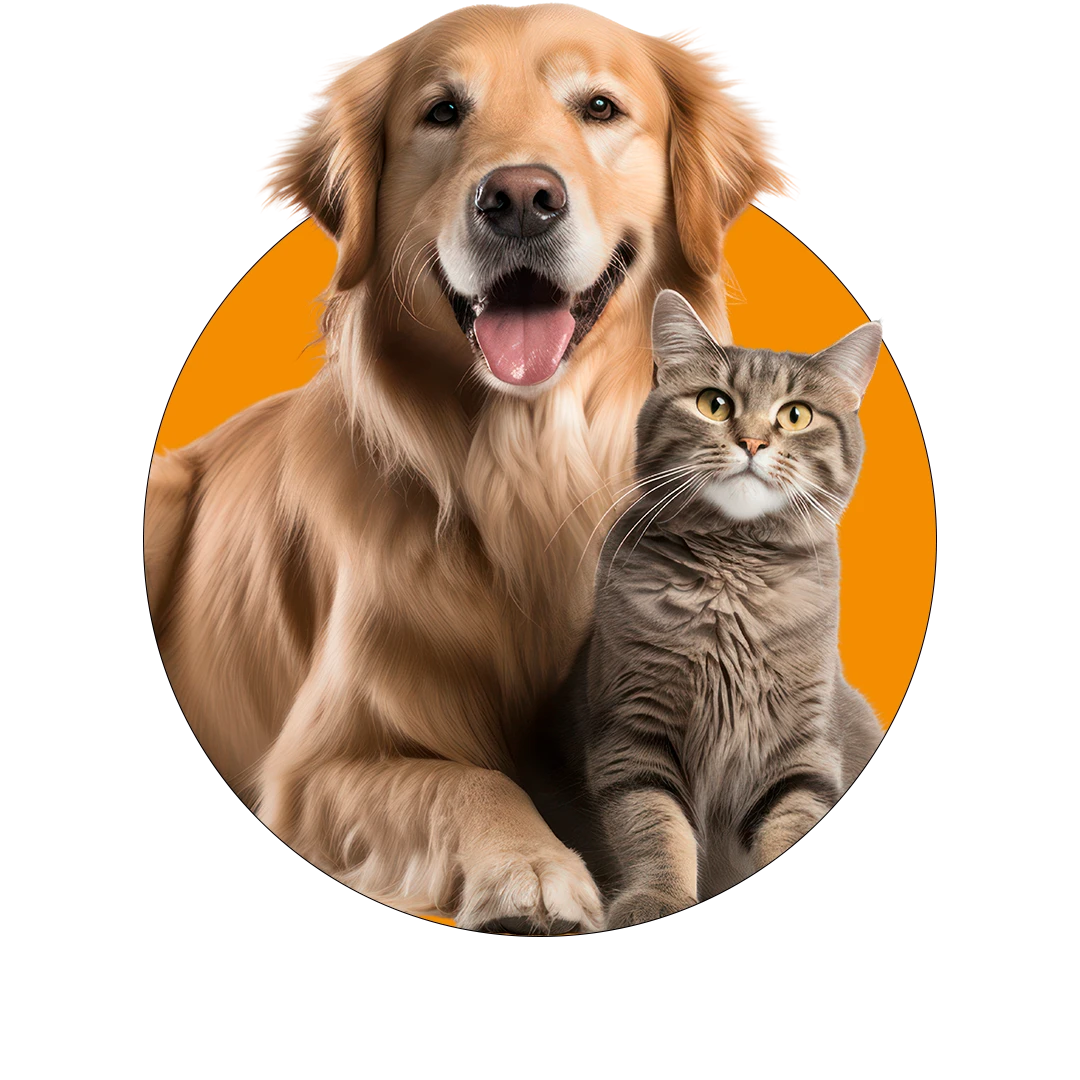 Pet